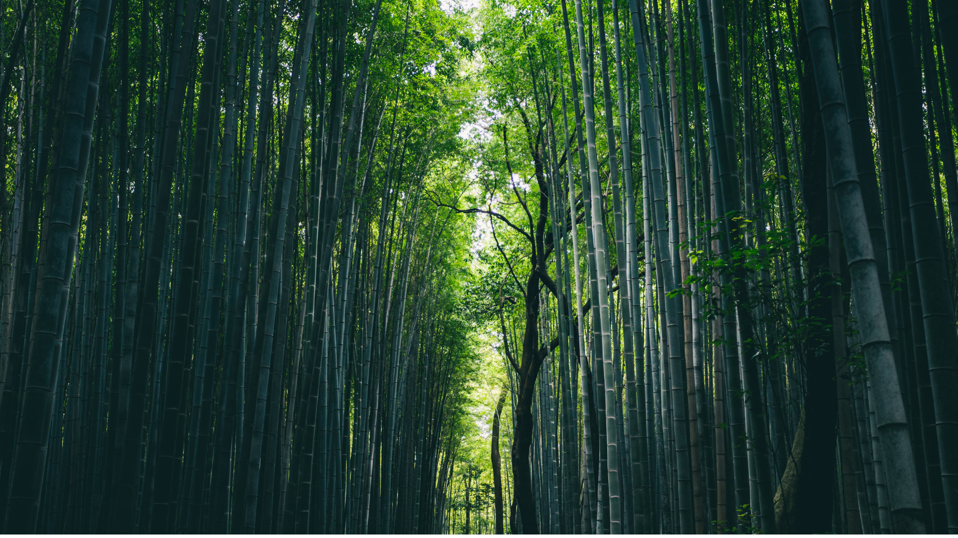 Bambus skov baggrund