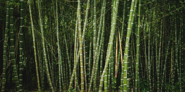 Bambusskov som symbol på bæredygtige bambusfibre i bambusstrømper